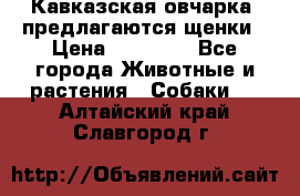 Кавказская овчарка -предлагаются щенки › Цена ­ 20 000 - Все города Животные и растения » Собаки   . Алтайский край,Славгород г.